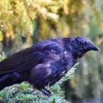 Crow Facts