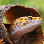 Leopard Gecko Care