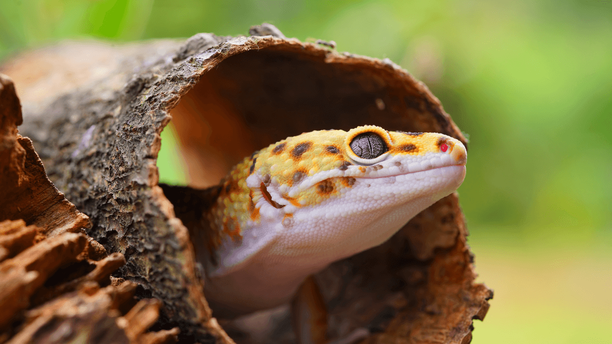 Leopard Gecko Care